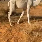 قعود قصب عمره 9 شهور