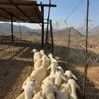 طليان ورخال