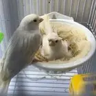 جوز كناري ستنايت