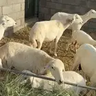 10 عليها 10 ضان صنف كفو مراح واحد