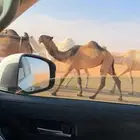 بكره صفرا كفو مفروده في الصياهد