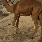 قعود عتودي ساحلي