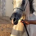 مهر واهو للبيع شوال شخره مهر شيخ ونقبل البدل