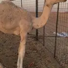 قعود اوضح