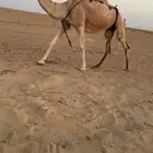 لقحات العدد 2