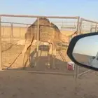 قعود للبيع