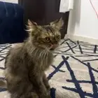 قط لتبني يحتاج عنايه لقيته مرمي بالشارع الي صامل يتواصل