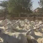 حريات صنف الصنف 63 راس مولد منها 5