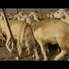 ما شاء الله وتبارك الله اعرض لكم غنم حريات دفيع