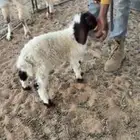 طلب نعيمي
