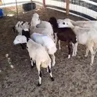 8 رخال رفيديات بلدي ومهجنات تم البيع تم البيع