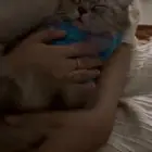 قطوه جيزان