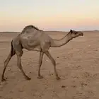 قعود مفرود للبيع
