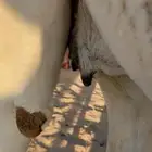 للبيع لقحه وضحاء