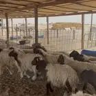 خرفان نعيم بلدي 14 راس