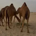 بكار سواحل حمر