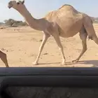 للبيع ملاقي جذعه