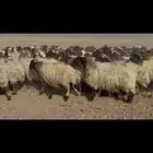 غنم نعيم دفيع