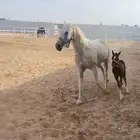 فرس طرب علي يد الخيال