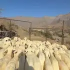 طليان   رخال