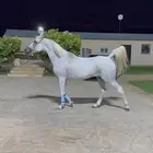 فرس واهو فاخره سليمه شرط