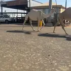 نياق ضرايب