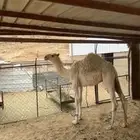 قعود مشروع فحل