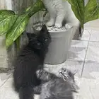 قطط صغيره للبيع العمر شهرين