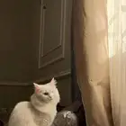 قطه للتبني