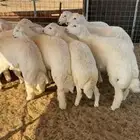 طليان جبره اوزان عاليه