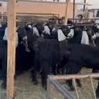 مراح عوارض صنف فاخره جذعات