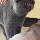 قط سكوتش فولد