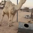 للبيع بعير واضح