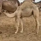 قعدان مناسبات او مبادي حلال كفو