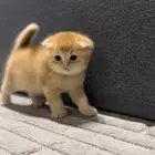 كيتن سكوتش فولد