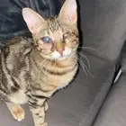 قط كفيف ضائع مكافأة 1500 ريال لمن يجده