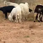 ضان و معزا للبيع