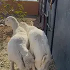 للبيع خروفين سمان فل شحم