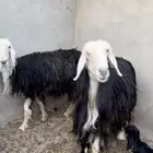 نحيد وحده تامه وحده سدس