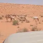 للبيع العدد 23