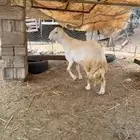 خروف