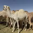 حشو بكار وقعدان حيران لبانية قصب العدد 9