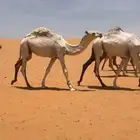 قعود على هداج الثقفي