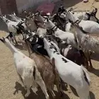 تيوس جيبوتي عدد 100 راس