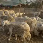 15 ضان ولد مراح واحد ب الفحل ضان كفوو (( تم البيع ))