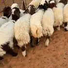 نعيم