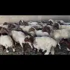 غنم نعيم مطافيل