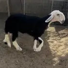 رخله نجديه