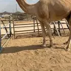 للبيع بعير حمر