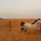 حصان